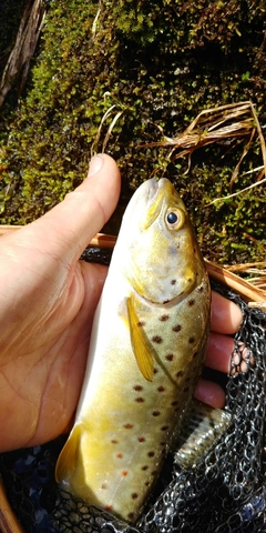 ブラウントラウトの釣果