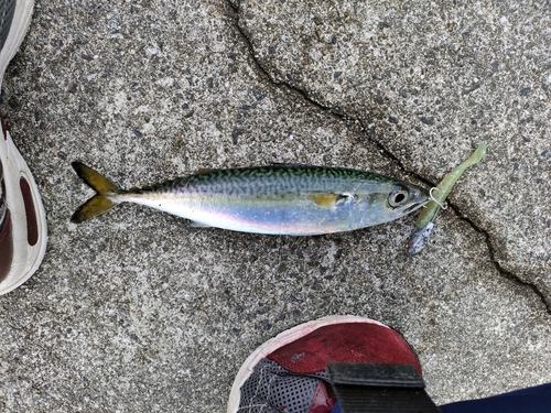 サバの釣果