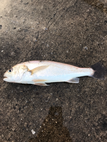 イシモチの釣果