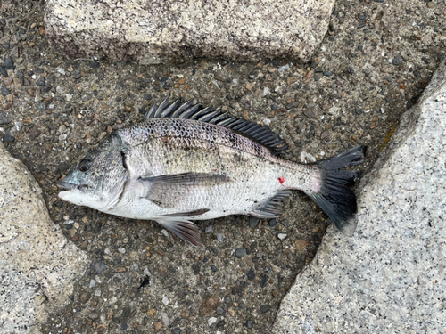 クロダイの釣果