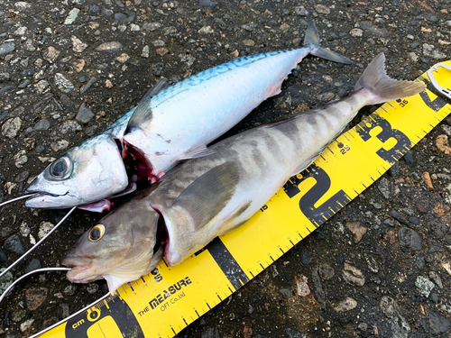 サバの釣果