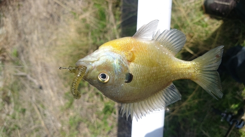 ブルーギルの釣果