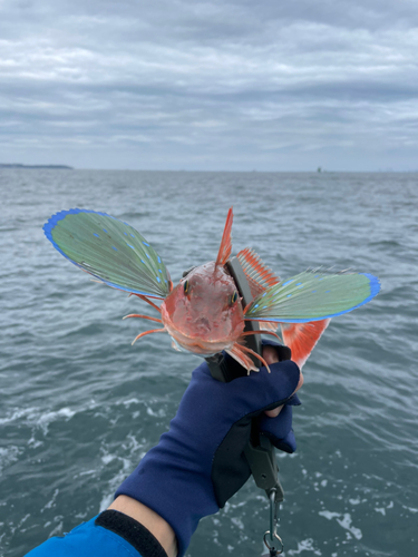 ホウボウの釣果