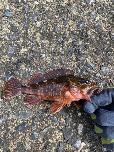 カサゴの釣果