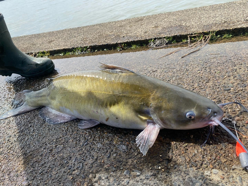 アメリカナマズの釣果