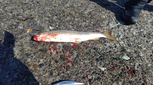 アメマスの釣果