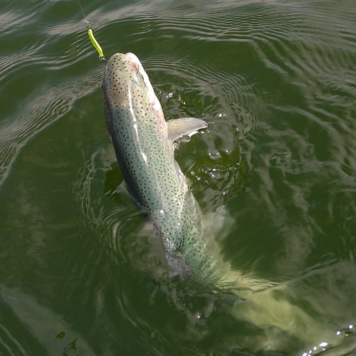 ニジマスの釣果