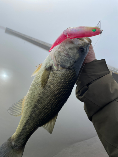 ブラックバスの釣果