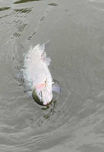 ニジマスの釣果