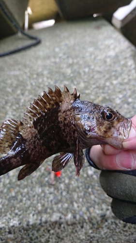 釣果