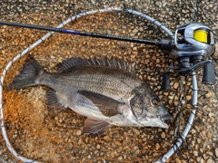 クロダイの釣果