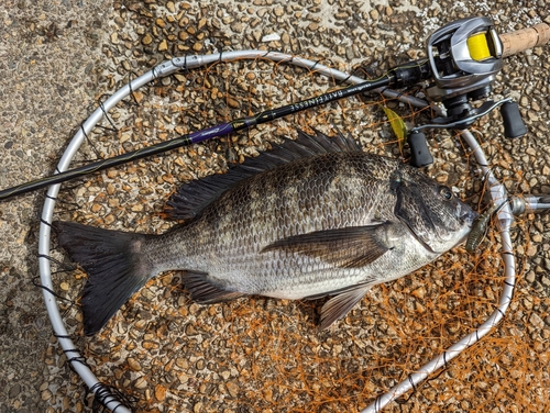 クロダイの釣果