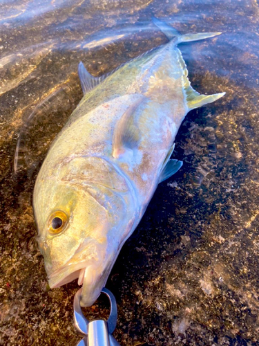 オニヒラアジの釣果