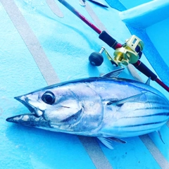 カツオの釣果