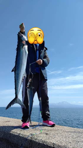 サワラの釣果