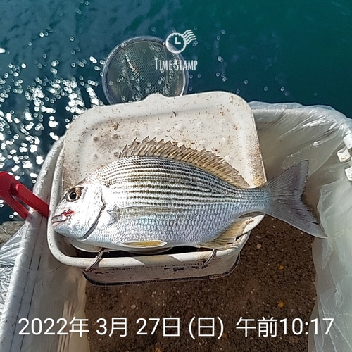 ヘダイの釣果