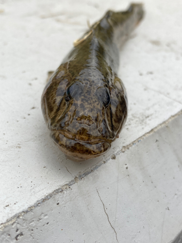 ハゼの釣果