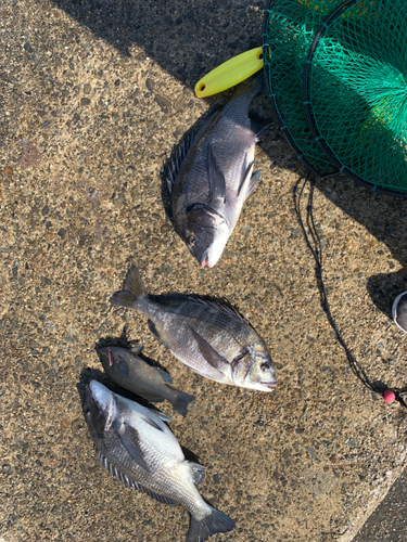 クロダイの釣果