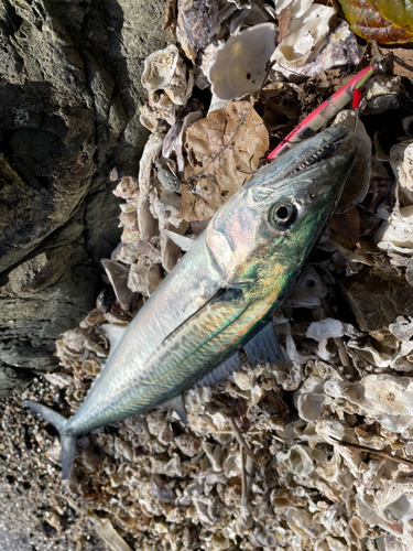 サゴシの釣果