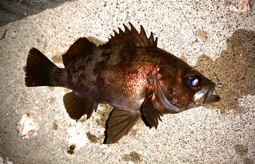 メバルの釣果