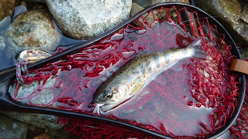 アマゴの釣果