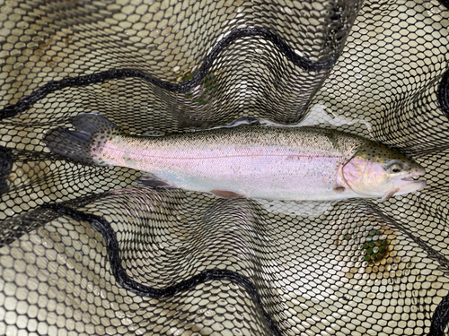 ニジマスの釣果