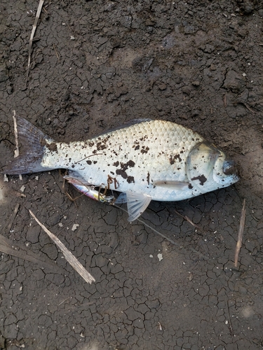 ヘラブナの釣果