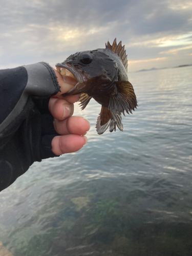 ムラソイの釣果