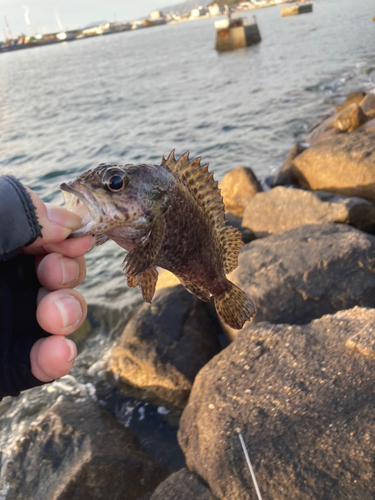 ムラソイの釣果