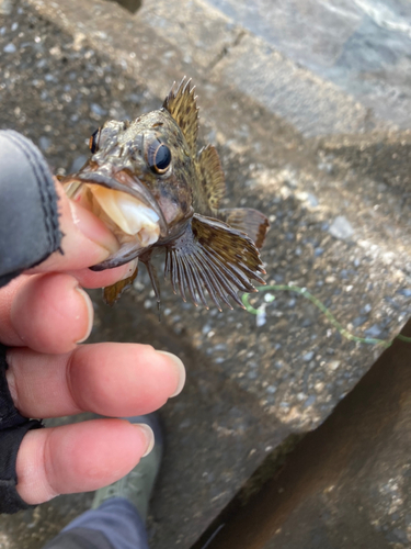 ムラソイの釣果