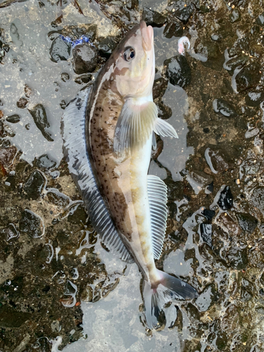 ホッケの釣果