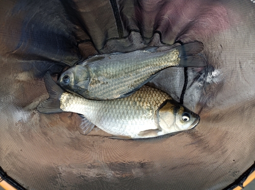 ヘラブナの釣果