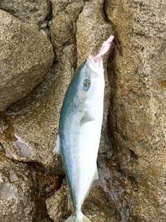 ワラサの釣果