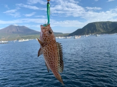 オオモンハタの釣果