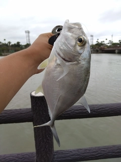 ロウニンアジの釣果