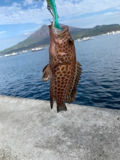 オオモンハタの釣果