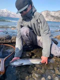 ブラウントラウトの釣果