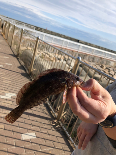 アイナメの釣果