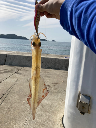 イカの釣果