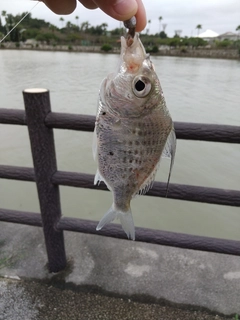 イトヒキサギの釣果