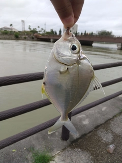 セイタカヒイラギの釣果