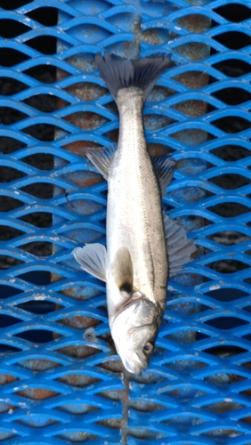 フッコ（マルスズキ）の釣果