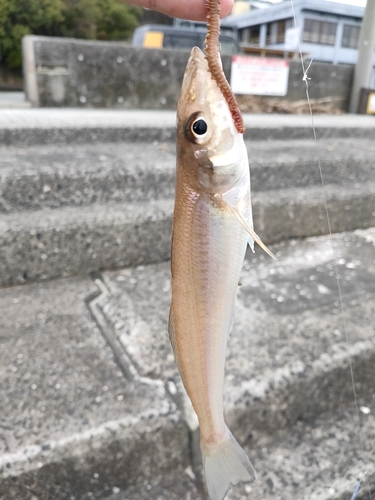 キスの釣果