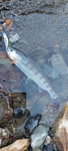 ヤマメの釣果