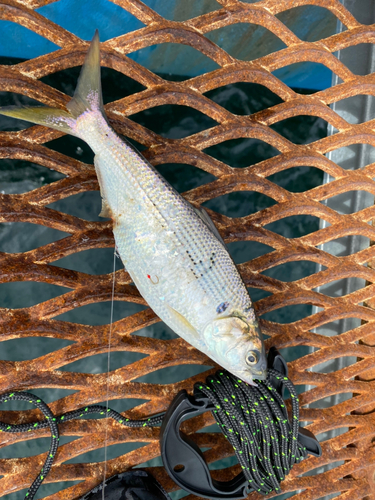 コノシロの釣果