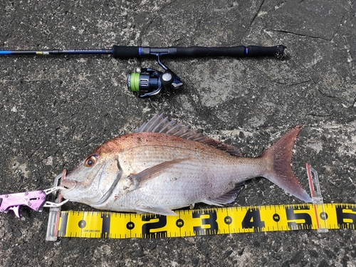 マダイの釣果