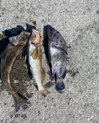 ホッケの釣果