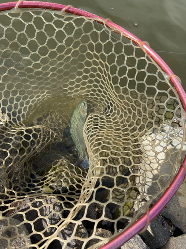 トラウトの釣果