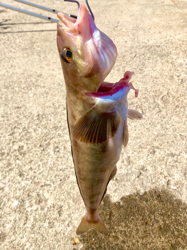 ホッケの釣果