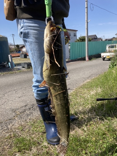 ナマズの釣果